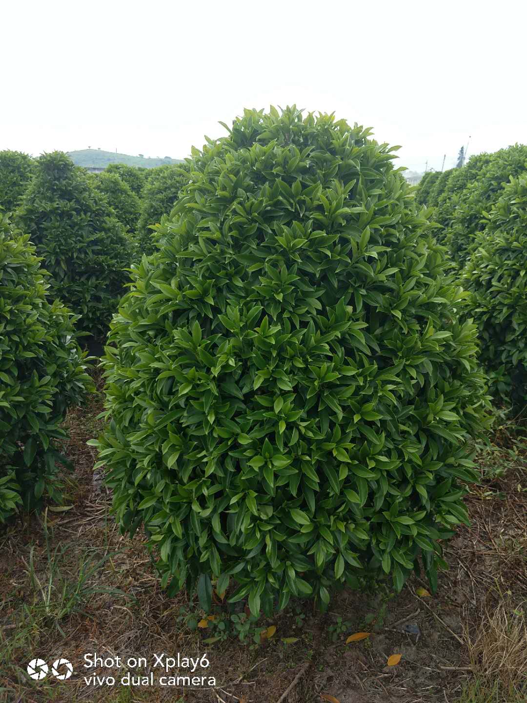 非洲茉莉批发 佛山非洲茉莉批发价格 非洲茉莉种植方法 非洲茉莉基地图片