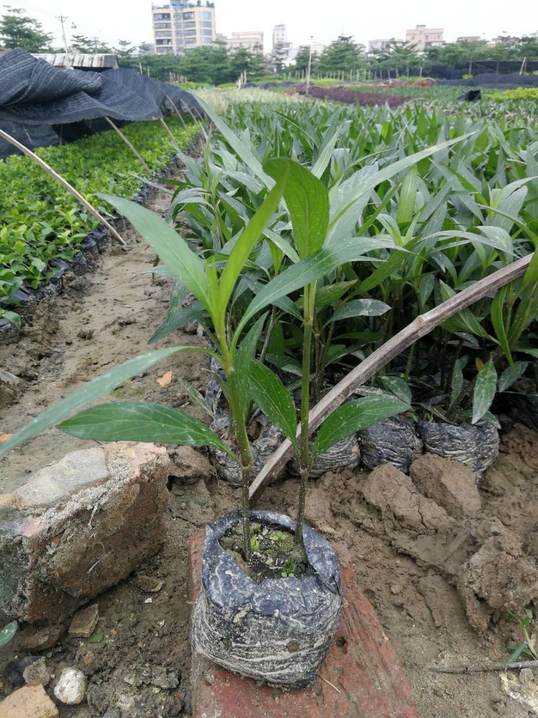 佛山市绿化地被苗厂家