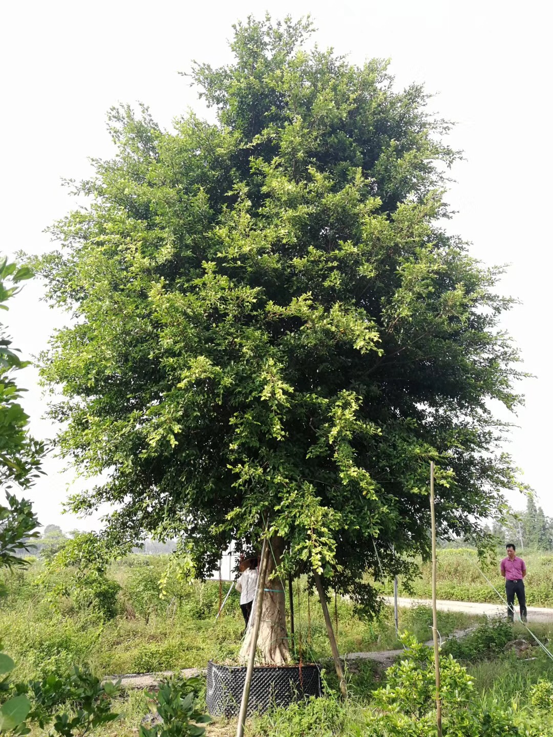 小叶榕-绿化苗木-揭阳榕树-普宁榕树基地-农户自家花场种植直销-园艺园林图片