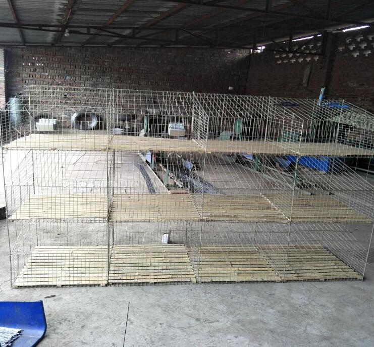 湖南兔圖片/湖南兔樣板圖 (2)