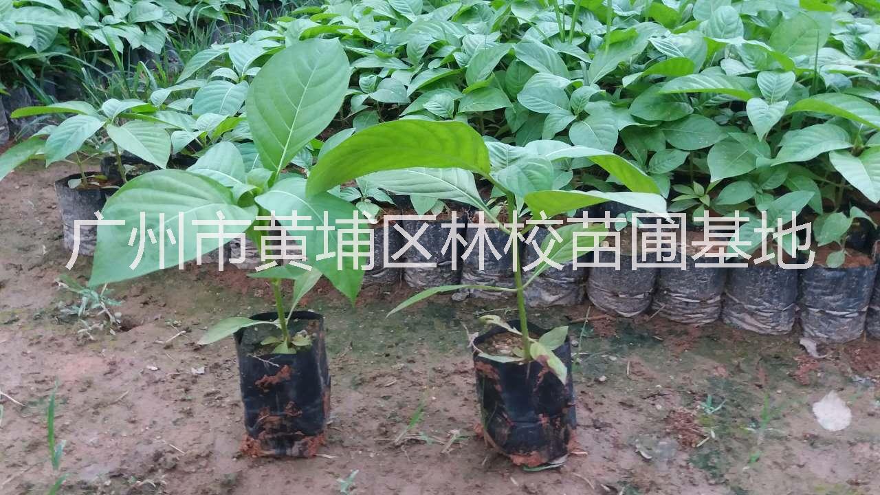 广州楠白木图片