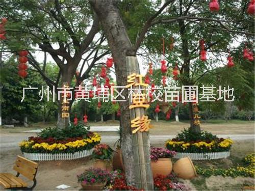 广东小叶桢楠广东小叶桢楠 广东小叶桢楠种植基地 广东广州小叶桢楠批发  小叶桢楠厂家直销