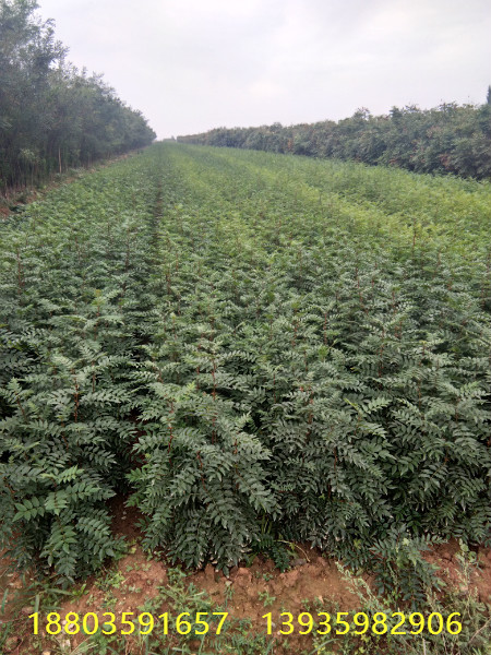 花椒苗种植前景好大红袍花椒苗山西大红袍花椒苗价格图片