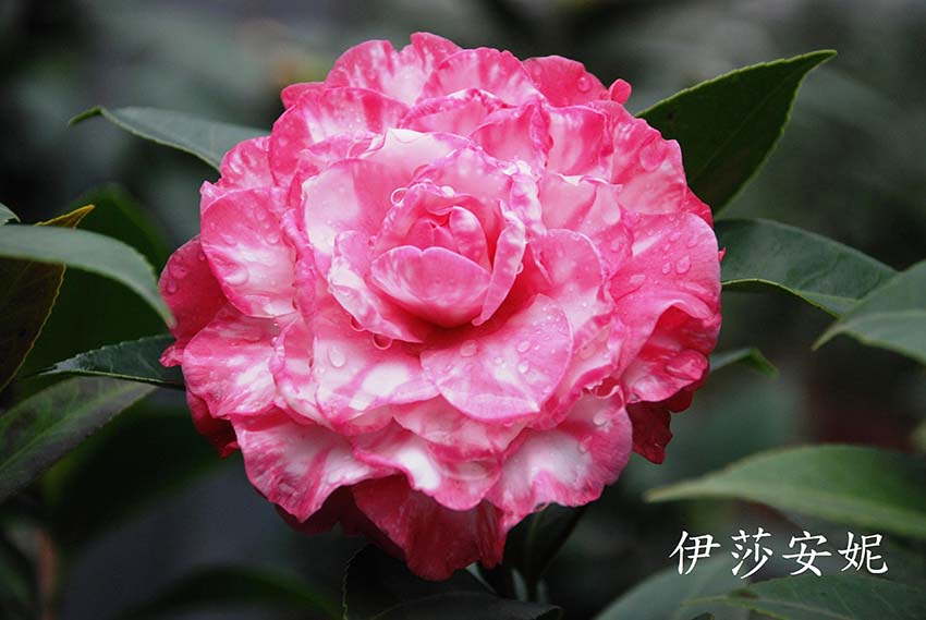 山茶花苗木基地  东莞花木 山茶花苗木基地 茶花种子 天香价格