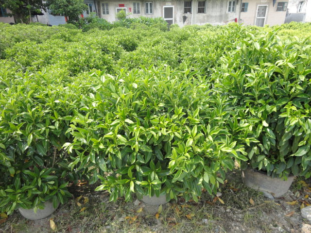 非洲茉莉  广东非洲茉莉 广东揭阳非洲茉莉基地  揭阳非洲茉莉价格  大型苗木基地图片