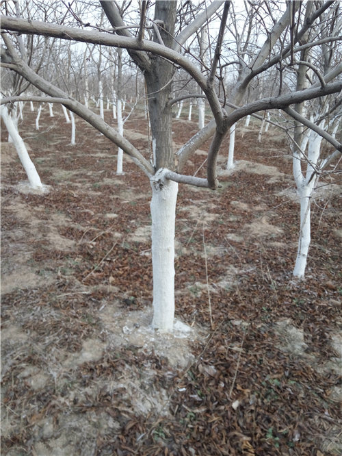 出售嫁接沾化冬枣树苗占地树，骏枣苗，梨枣苗，山西嫁接枣树苗图片