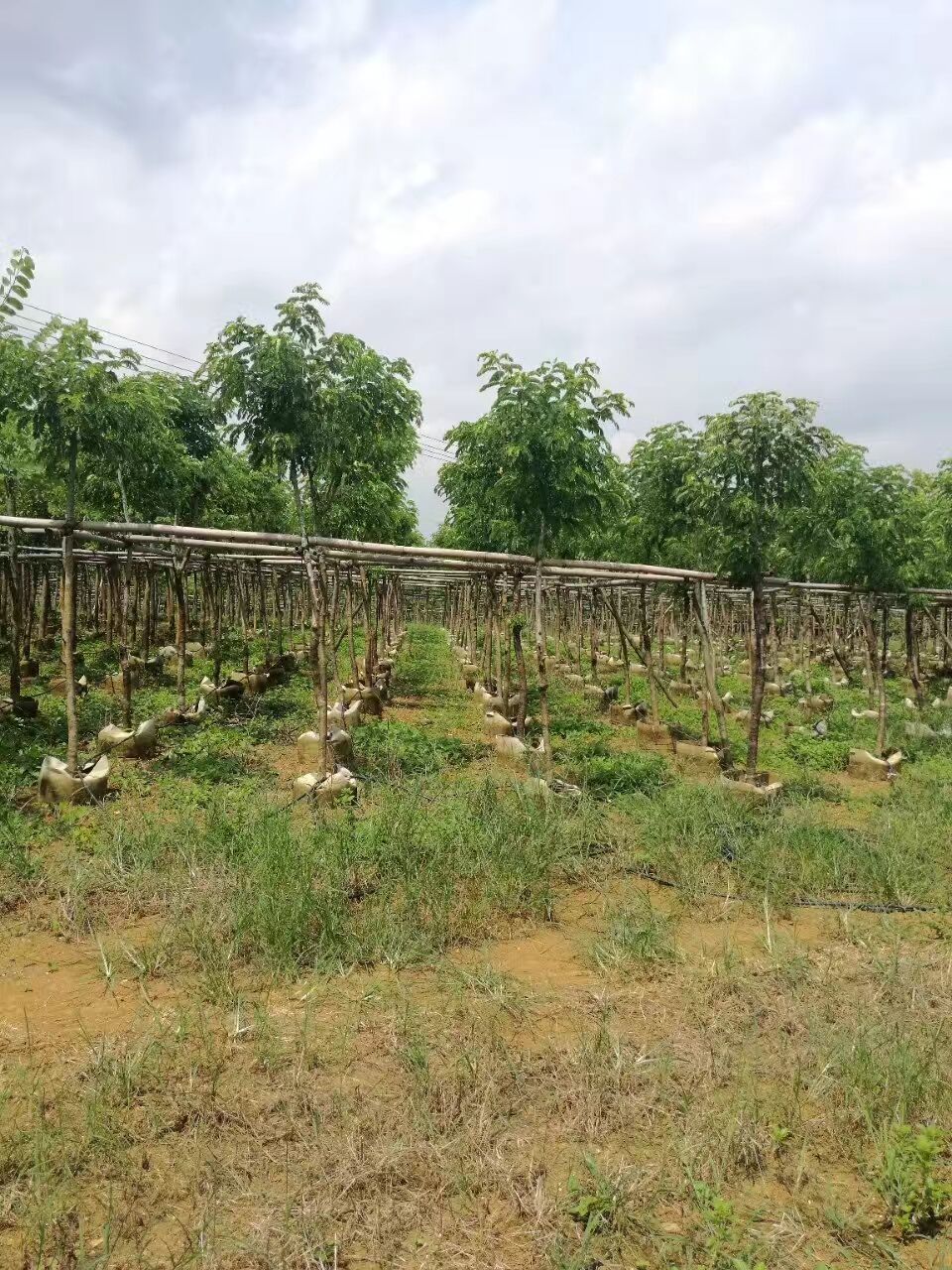 广西黄槐基地_绿化苗木_广西黄槐最新价格_广西黄槐批发价格图片