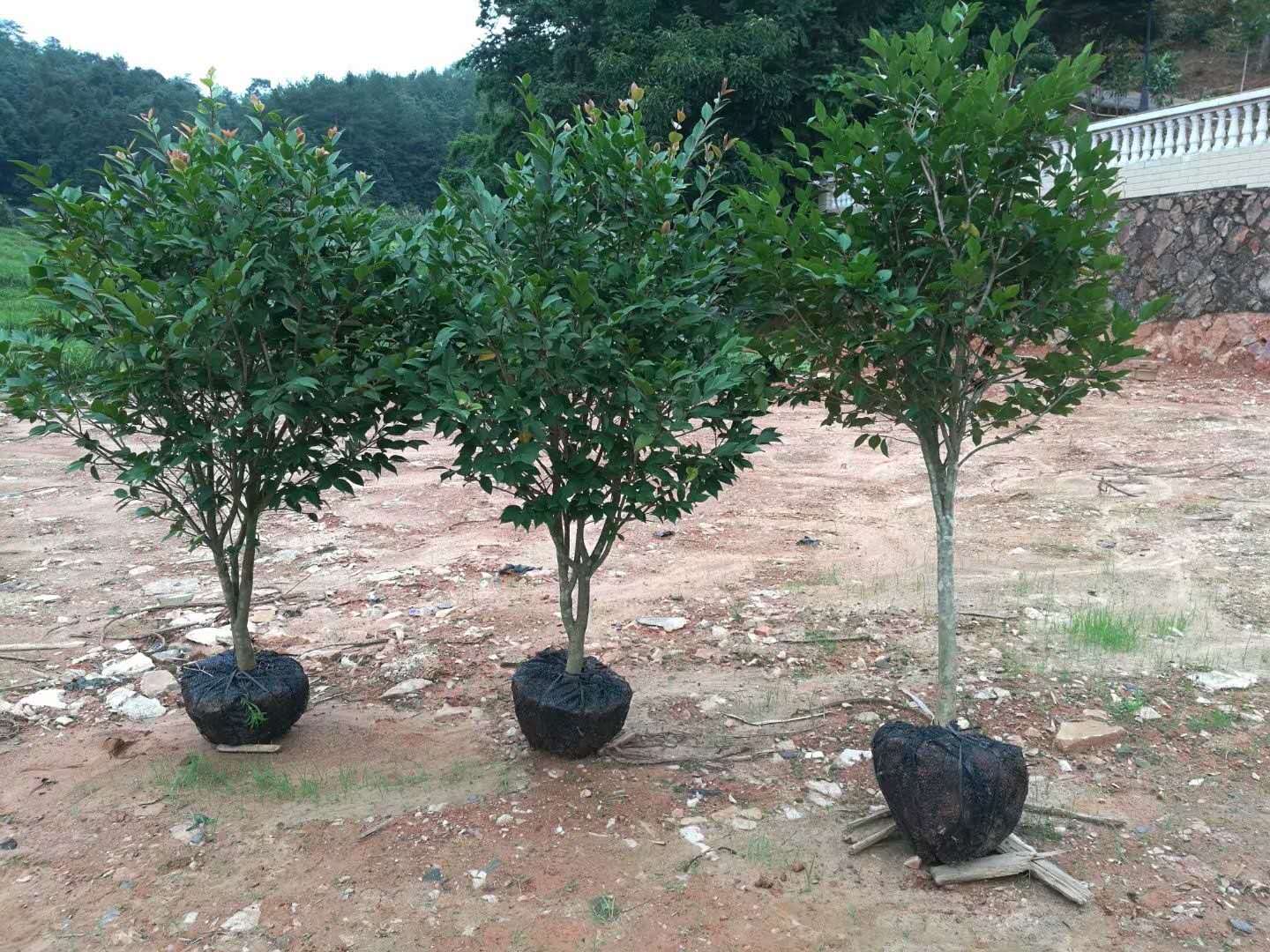 广东赤丹茶花供应，广东茶花基地， 广东香水茶花批发 广东茶花批发图片