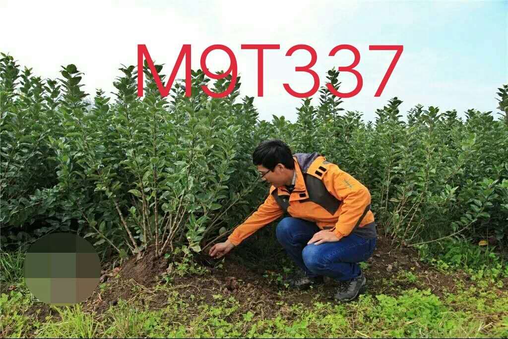 M9T337自根砧苹果苗图片