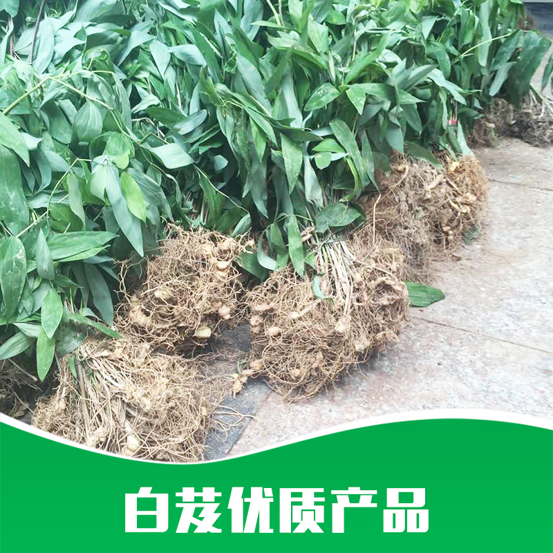 厂家直销 中草药 白芨 种苗中草药 药材苗批发 品质保证 售后无忧图片