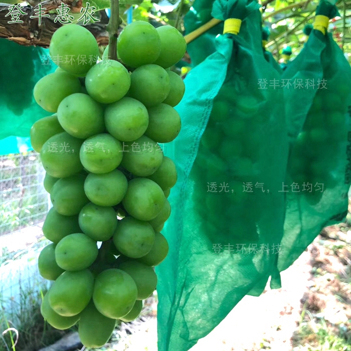 生态葡萄套袋厂家直销 生态葡萄套袋，阳光玫瑰专用套直销图片