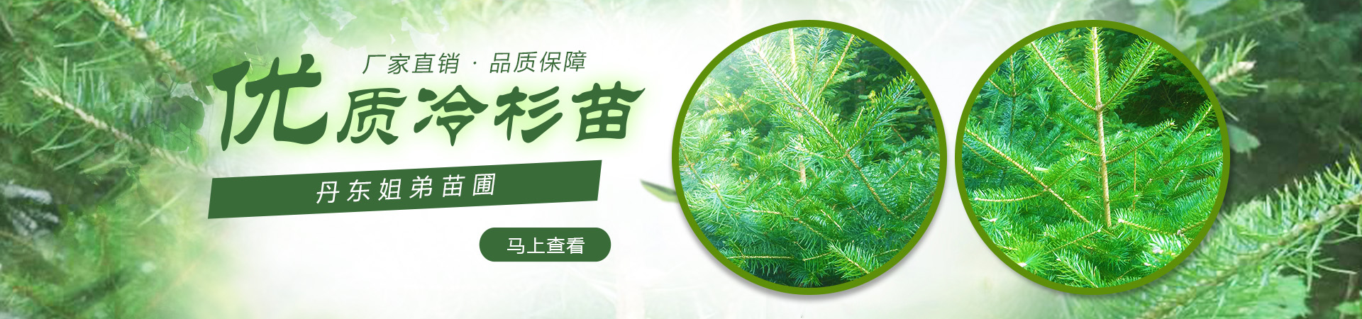 冷杉苗海報
