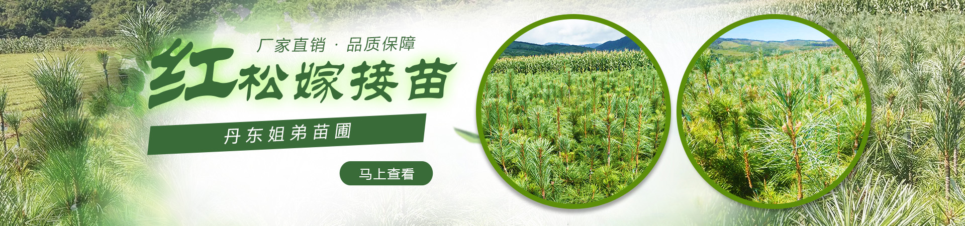 紅松嫁接苗海報