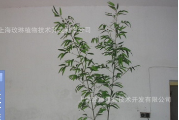 上海仿真竹子批发 仿真植物生产厂家 上海玫琳植物技术开发有限公司图片