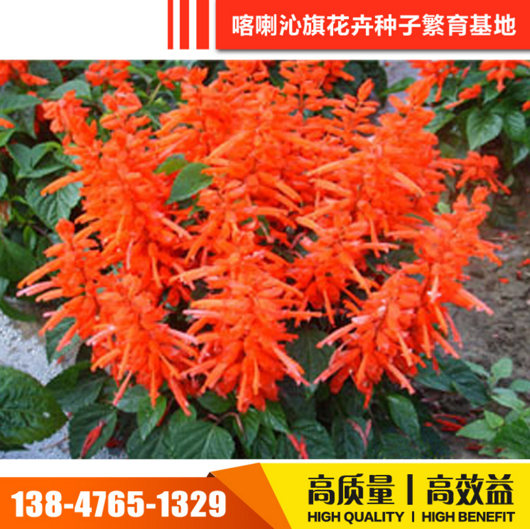 批發(fā)草花種子圖片