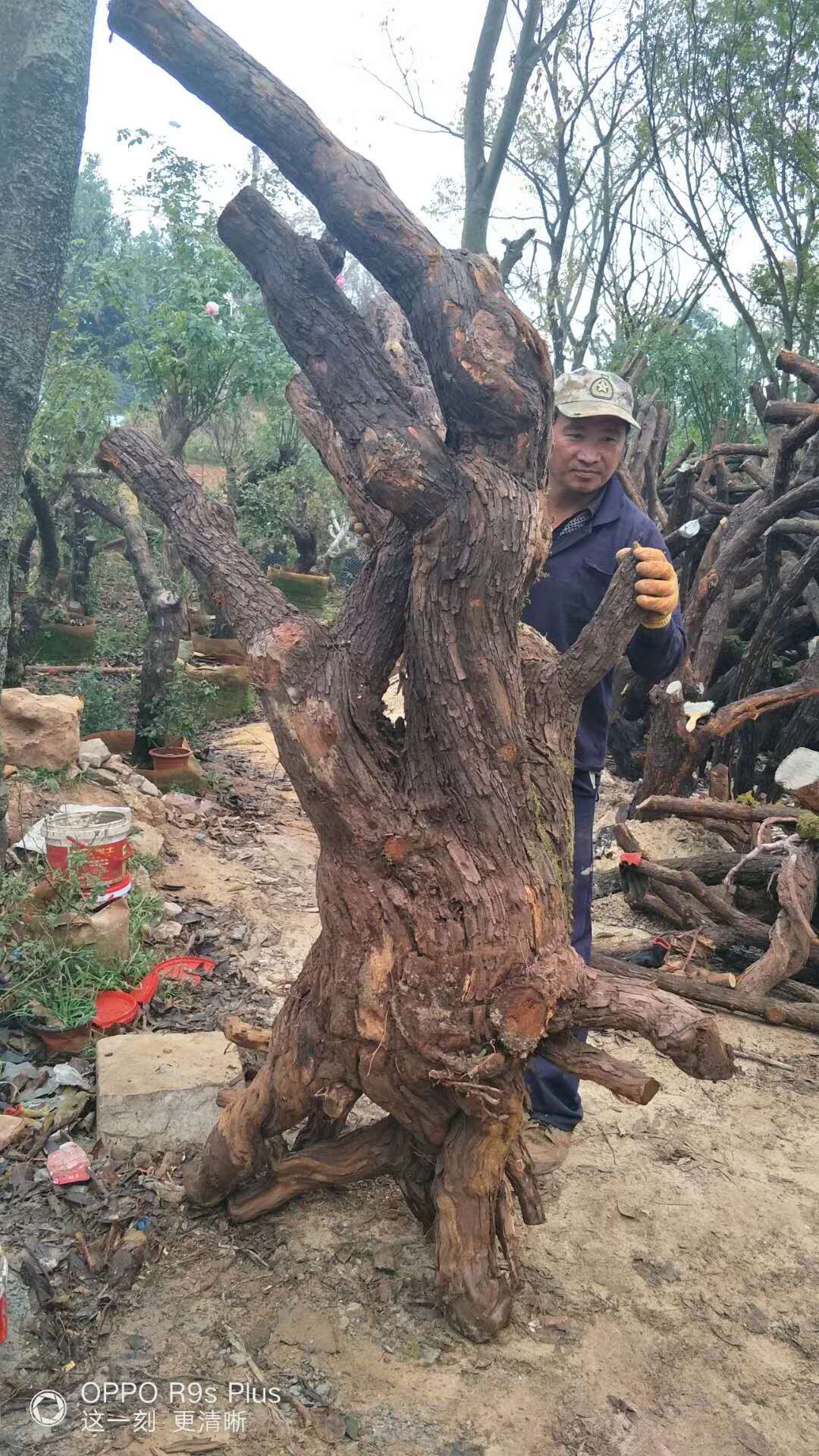 山木香供銷商圖片