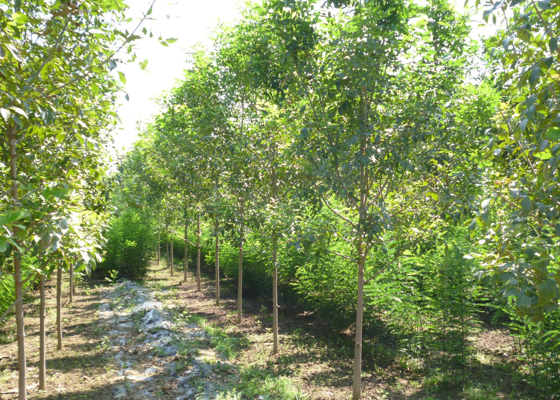 山东白蜡 山东白蜡苗木基地 山东白蜡小苗 山东白蜡价格 滨州市沾化区曹新振苗木种植专业合作社图片