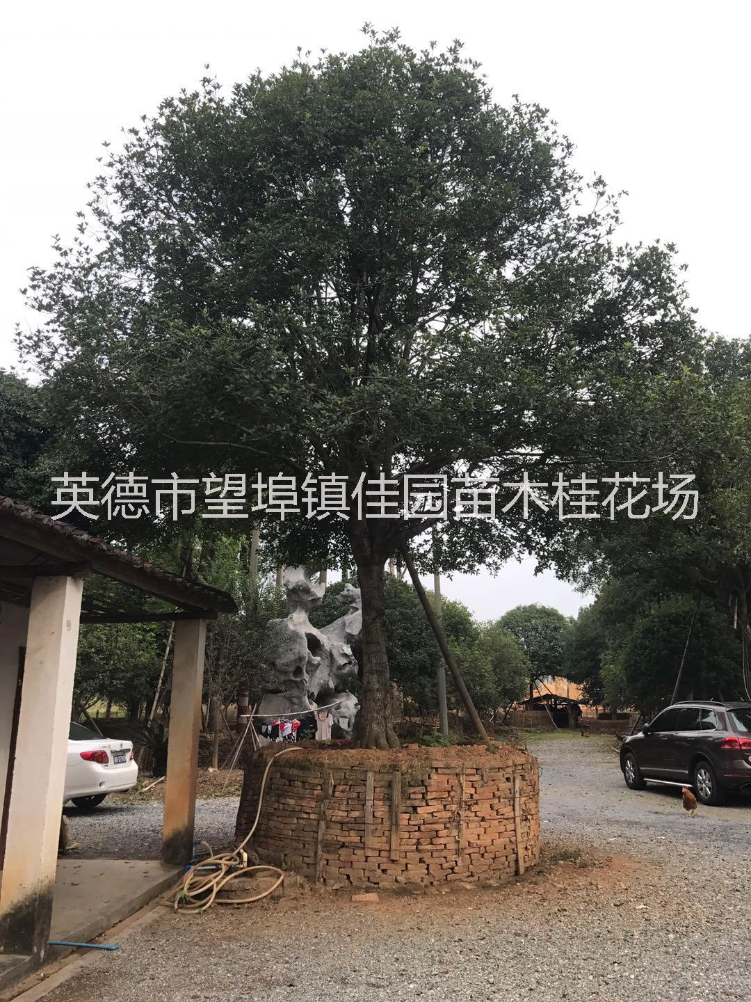 桂花_英德桂花_种植基地报价_批发价格_种植基地供应商