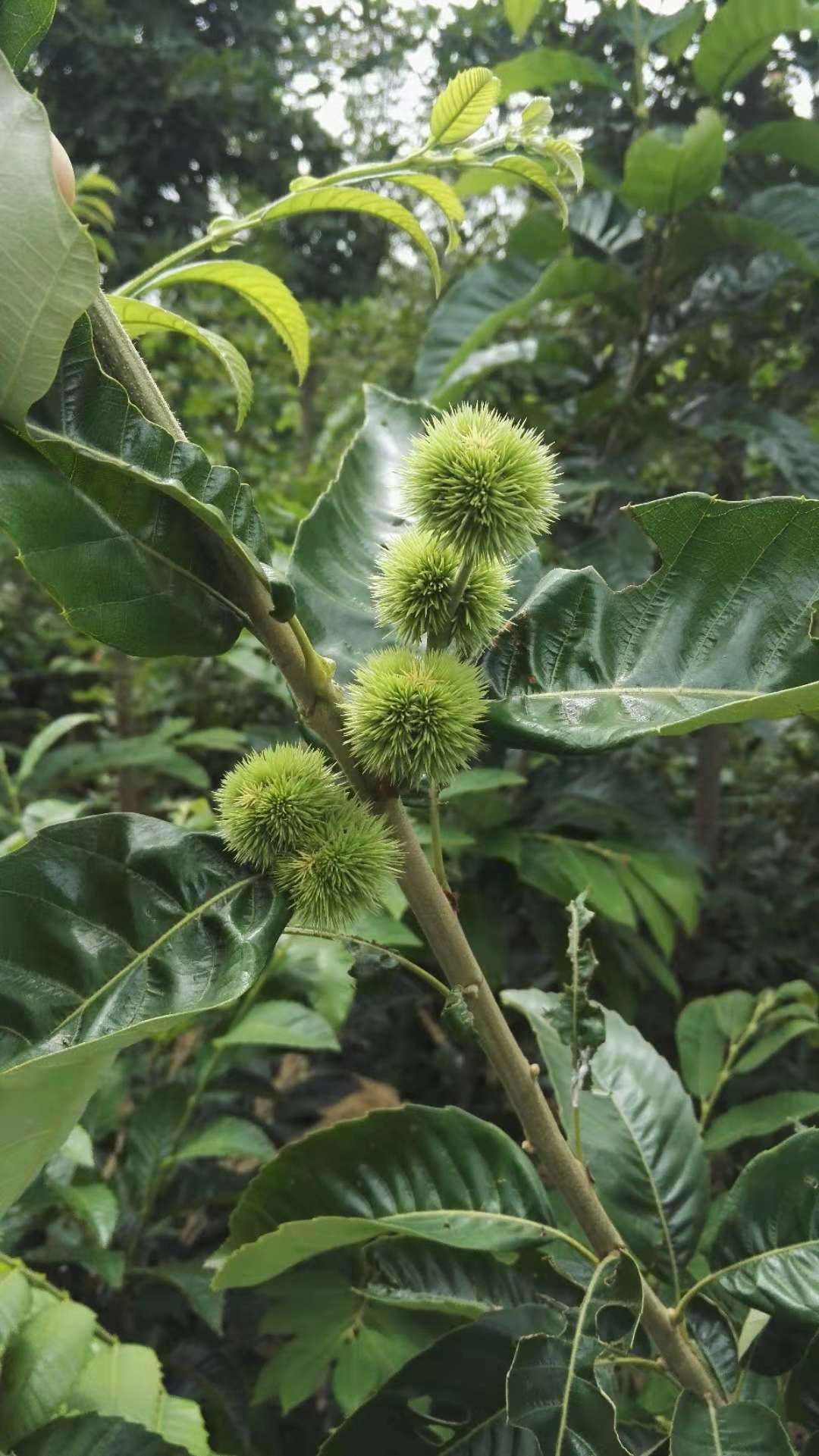 板栗苗 山东板栗苗 山东板栗苗基地 泰安板栗苗基地 山东泰安板栗苗基地 山东板栗苗批发商 山东板栗苗供应商图片