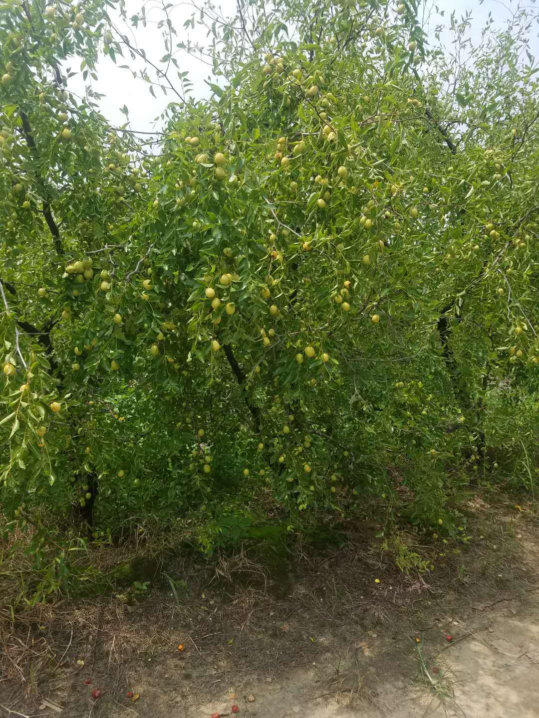 优质枣树供应商  山东枣树苗基地  泰安枣树采购报价 山东枣树厂家批发  高质量枣树哪家好 厂家报价图片