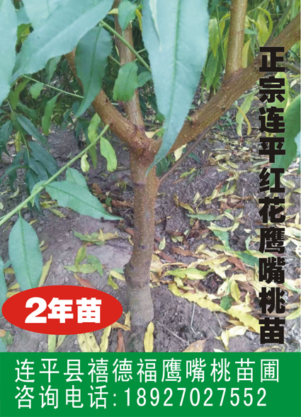 上坪鹰嘴蜜桃苗 连平鹰嘴桃苗 红花品种 桃树新品种 桃树种植管理技术 连平禧德福鹰嘴桃苗基地为你提供技术支持图片