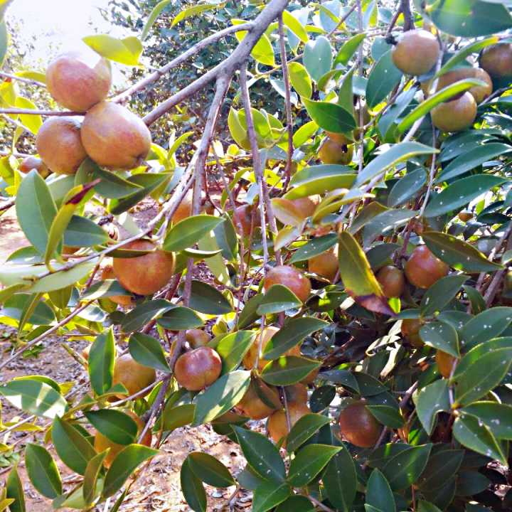 供应湖南二年生裸根苗厂家直销/ 长沙二年生裸根苗油茶苗基地批发哪家好/株洲油茶苗批发采购价格/ 广西哪里有油茶苗基地图片