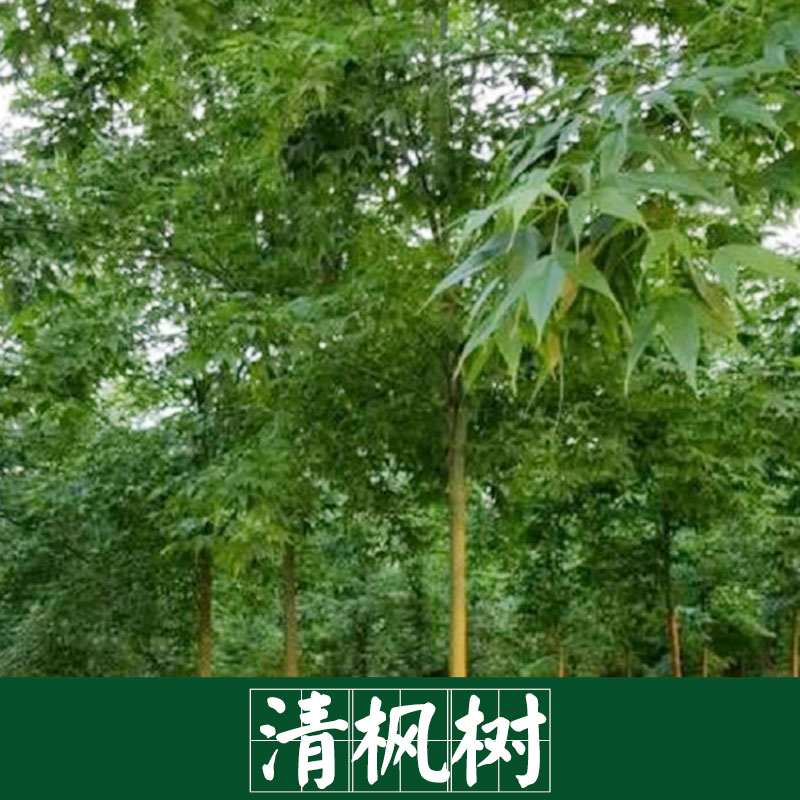 楓樹圖片/楓樹樣板圖 (4)