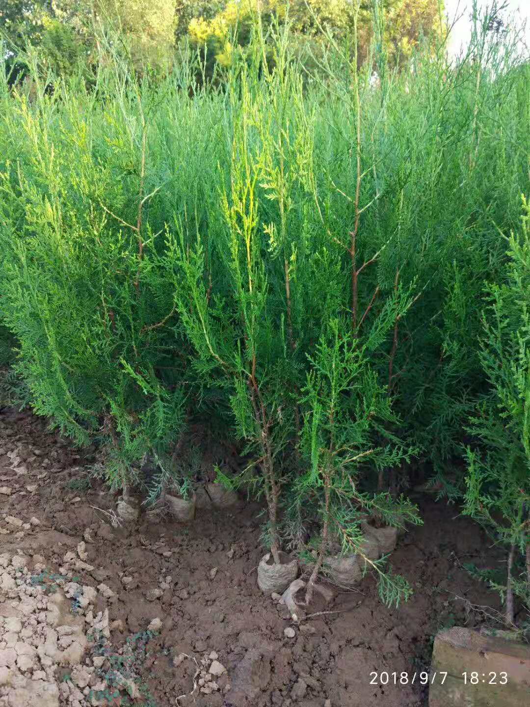 侧柏 陕西侧柏供应商  陕西侧柏苗木基地 全国侧柏价格  陕西侧柏批发 侧柏供应厂家 侧柏苗批发