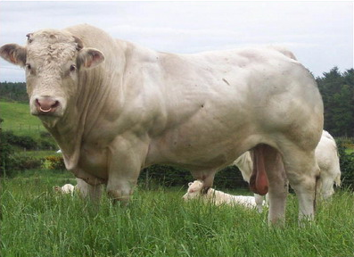 山西夏洛萊牛圖片