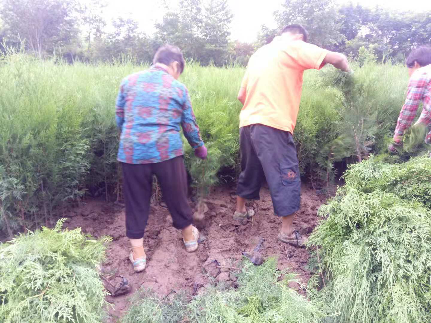 侧柏侧柏 陕西侧柏供应商  陕西侧柏苗木基地 全国侧柏价格  陕西侧柏批发 侧柏供应厂家 侧柏苗批发