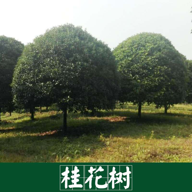 广西树基地树苗哪家好 景观园林树木桂花树批发电话 桂花树基地 广西桂林市全州县桂花树基地图片