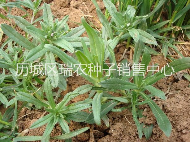 野菜种子 面条菜种子图片