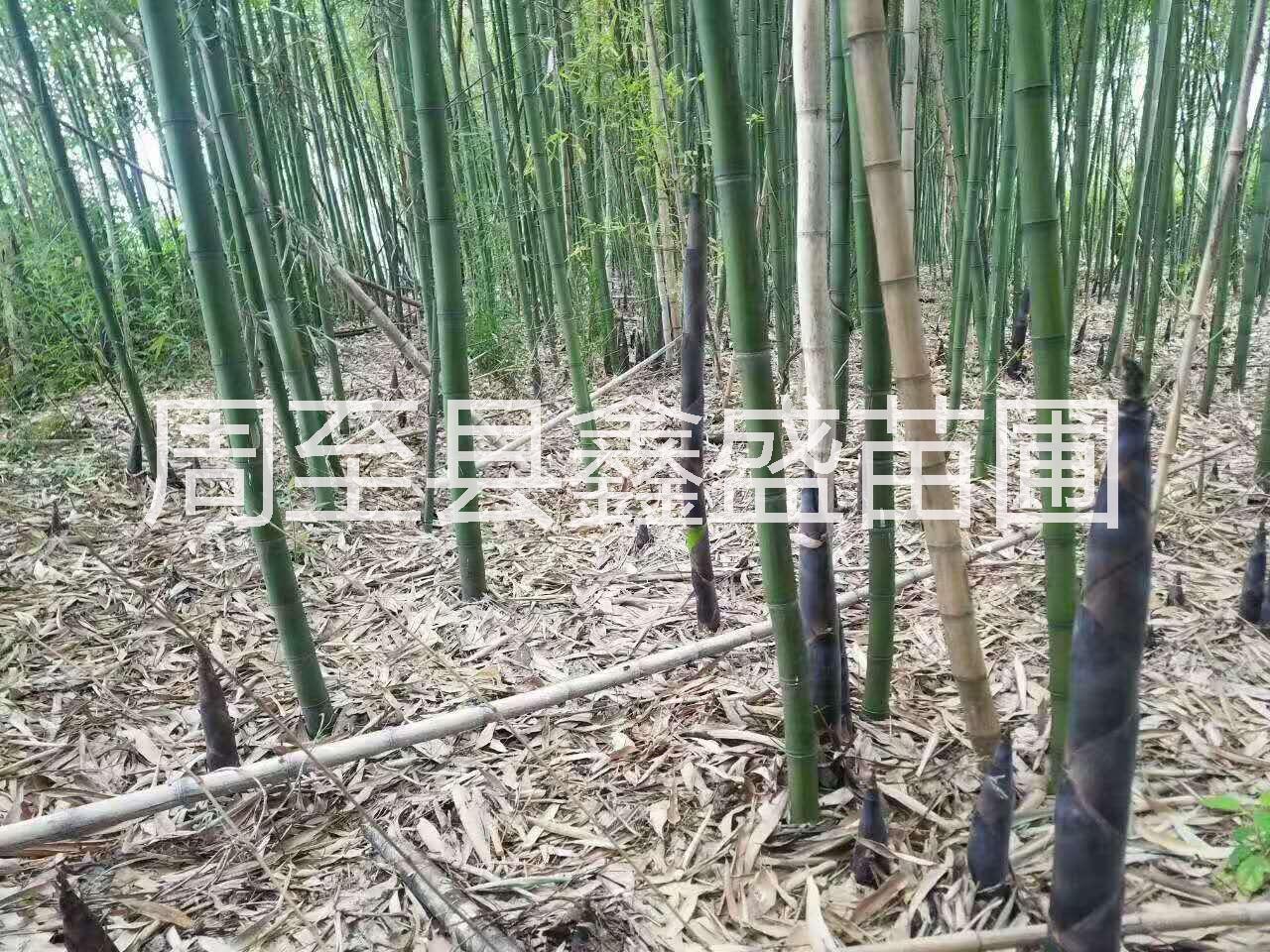 供应绿化风景树竹子 陕西苗木基地钢竹批发价格 西安金镶玉竹子直销图片