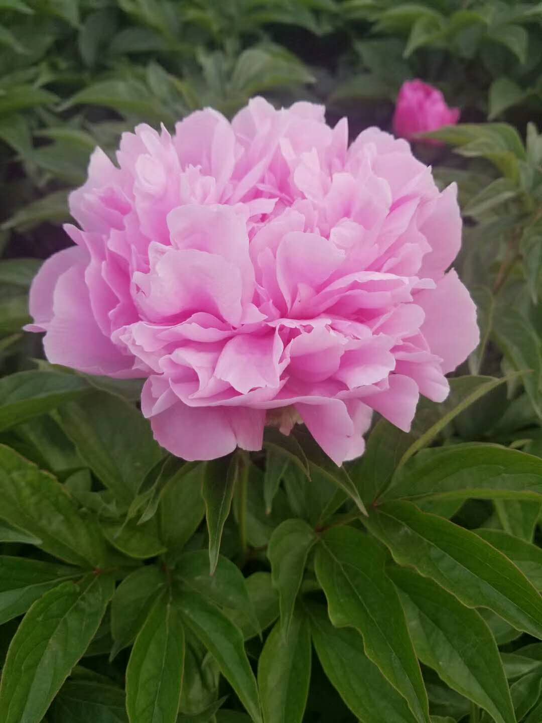 *盆栽芍藥、室內(nèi)觀賞芍藥