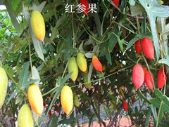 红参果种植厂家供应养生营养水果红参果种植基地