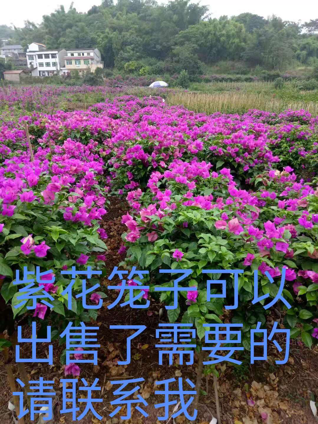 全國供應三角梅圖片