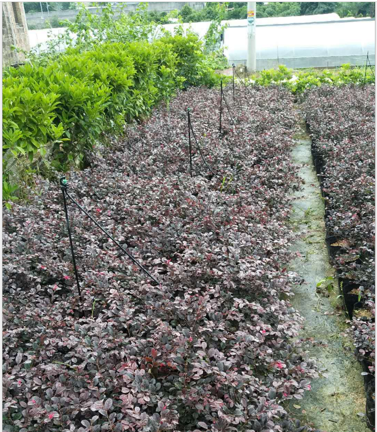 漳州市庭院绿化红花 四季常青灌木红厂家庭院绿化红花 四季常青灌木红 潮汕绿化红花供应商 广东常青灌木红报价 韶关灌木价格 中山绿化红花批发 黄灌木制造商