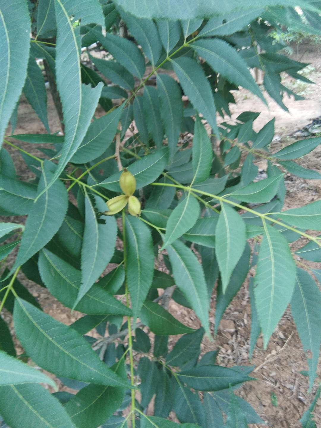 碧根果营养价值果玩碧根果图片