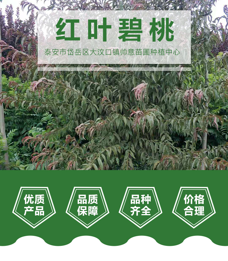 紅葉碧桃圖片/紅葉碧桃樣板圖 (2)