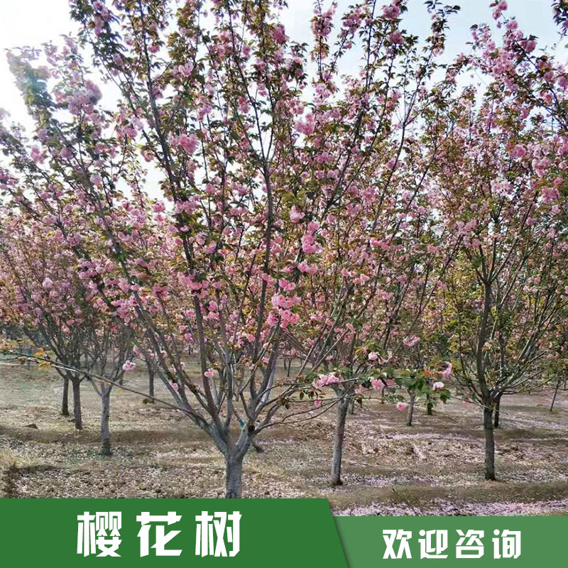 山东11公分樱花树_樱花树基地_泰安樱花树苗-泰安市岱岳区大汶口镇帅意苗圃种植中心图片