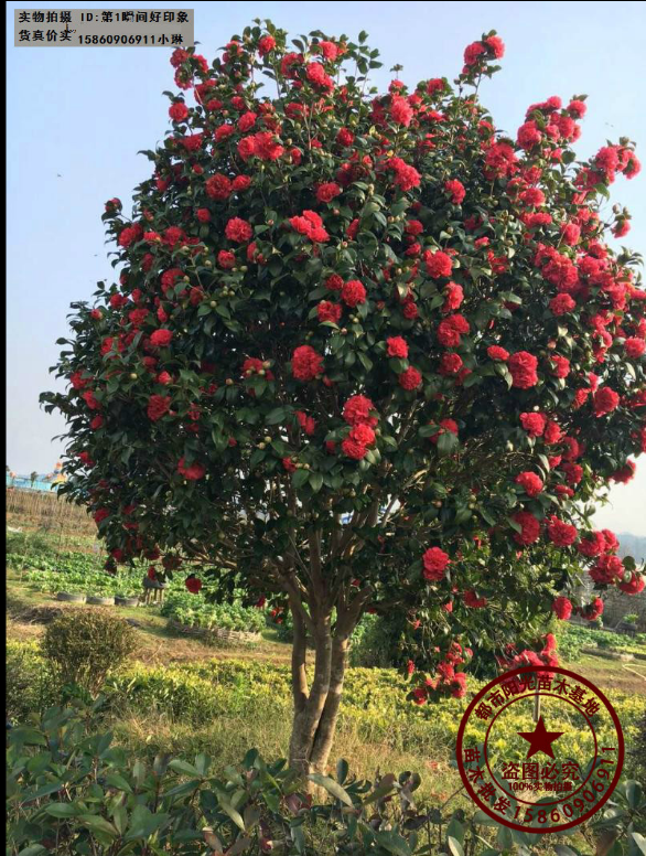 九轉(zhuǎn)大紅大茶樹(shù)圖片