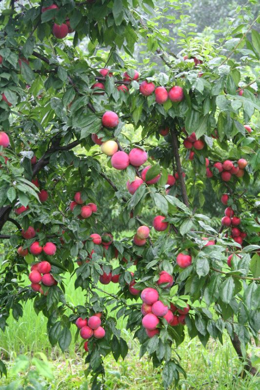 超級紅寶石李子圖片