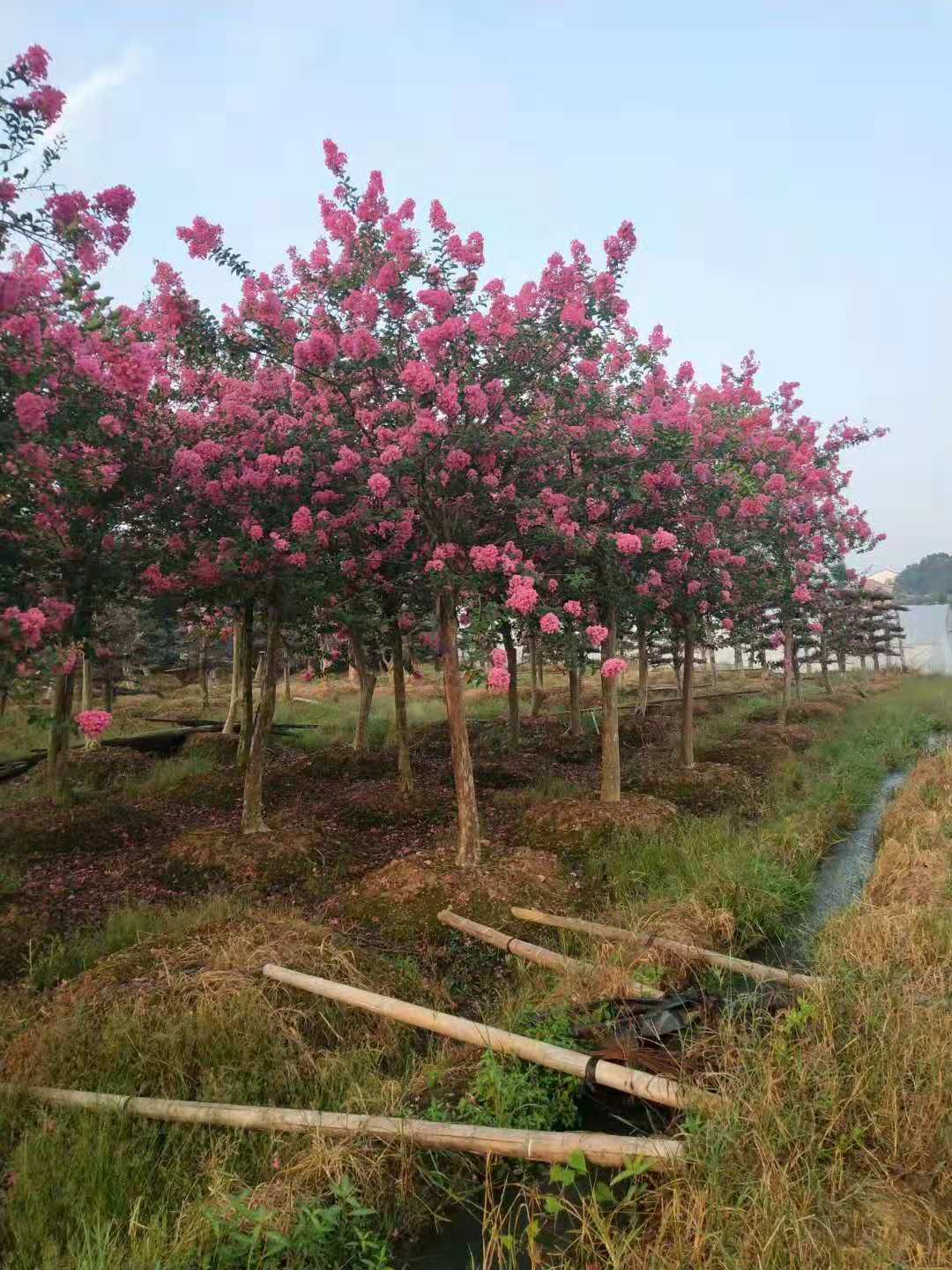 紫微苗，湖南紫微种植基地、湖南紫微基地报价、湖南紫微批发价格 紫微苗图片