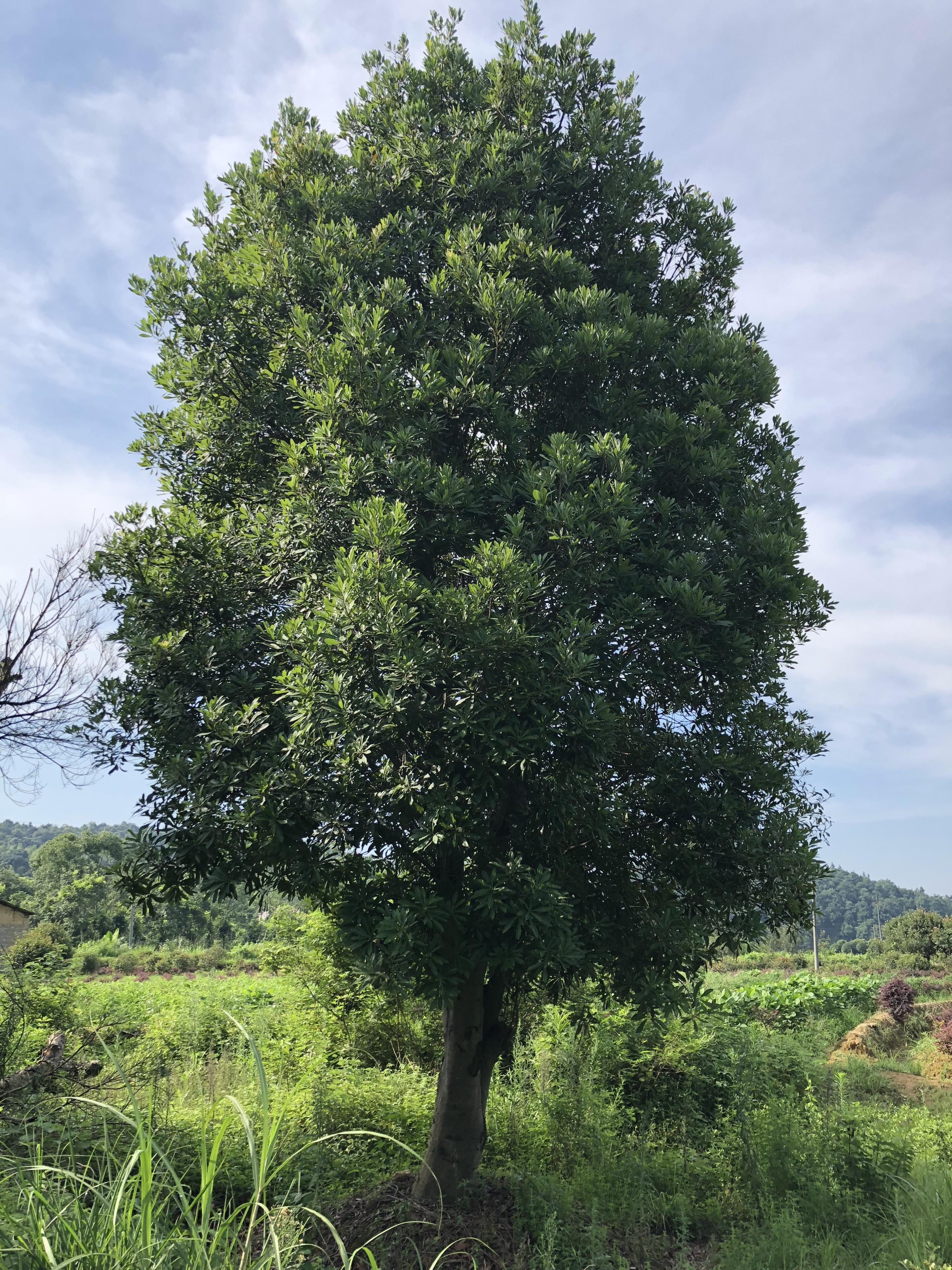 杨梅树，杨梅苗，优质杨梅树出售，湖南杨梅种植基地图片