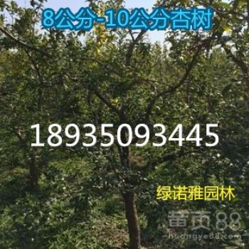 8公分杏樹價(jià)格10公分杏樹價(jià)格、圖片