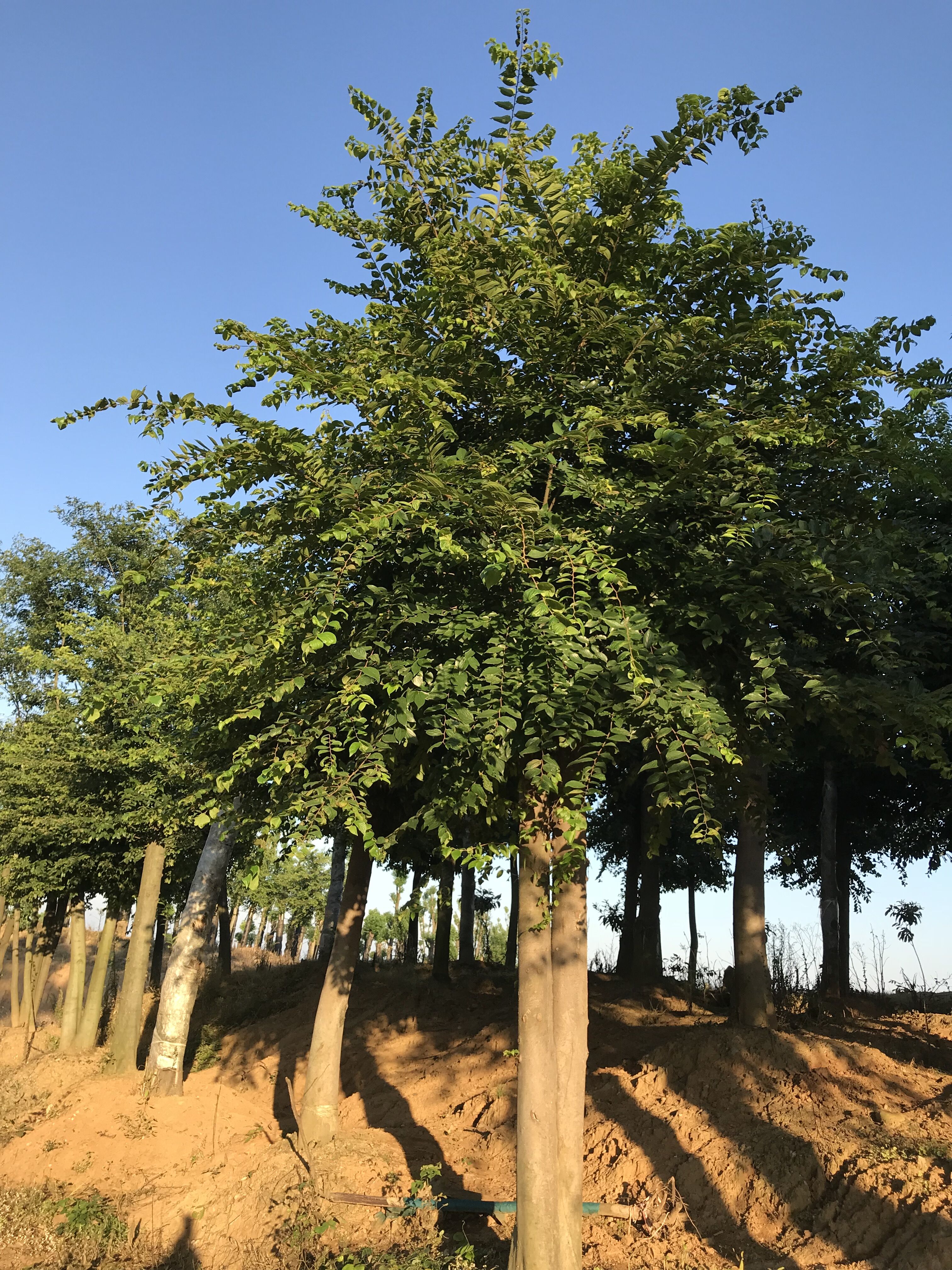 湖北朴树苗木｜湖北移植朴树价格｜湖北移植朴树供应｜湖北移植朴树价格种植基地图片