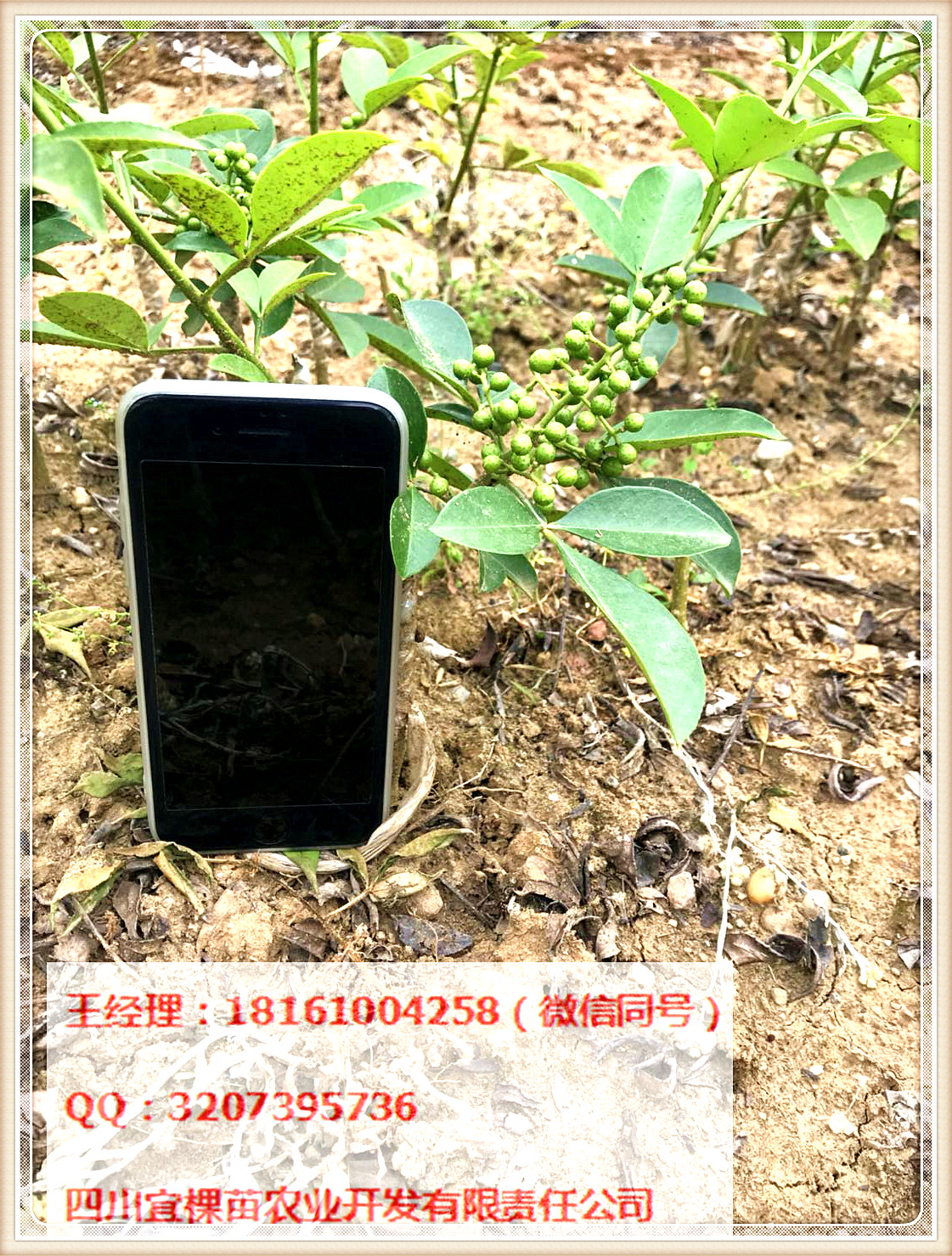 花椒苗圖片/花椒苗樣板圖 (1)