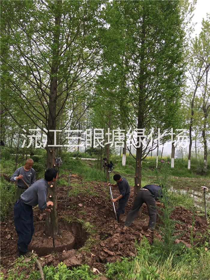 湖南水杉种植基地|湖南水杉报价|湖南水杉批发价格