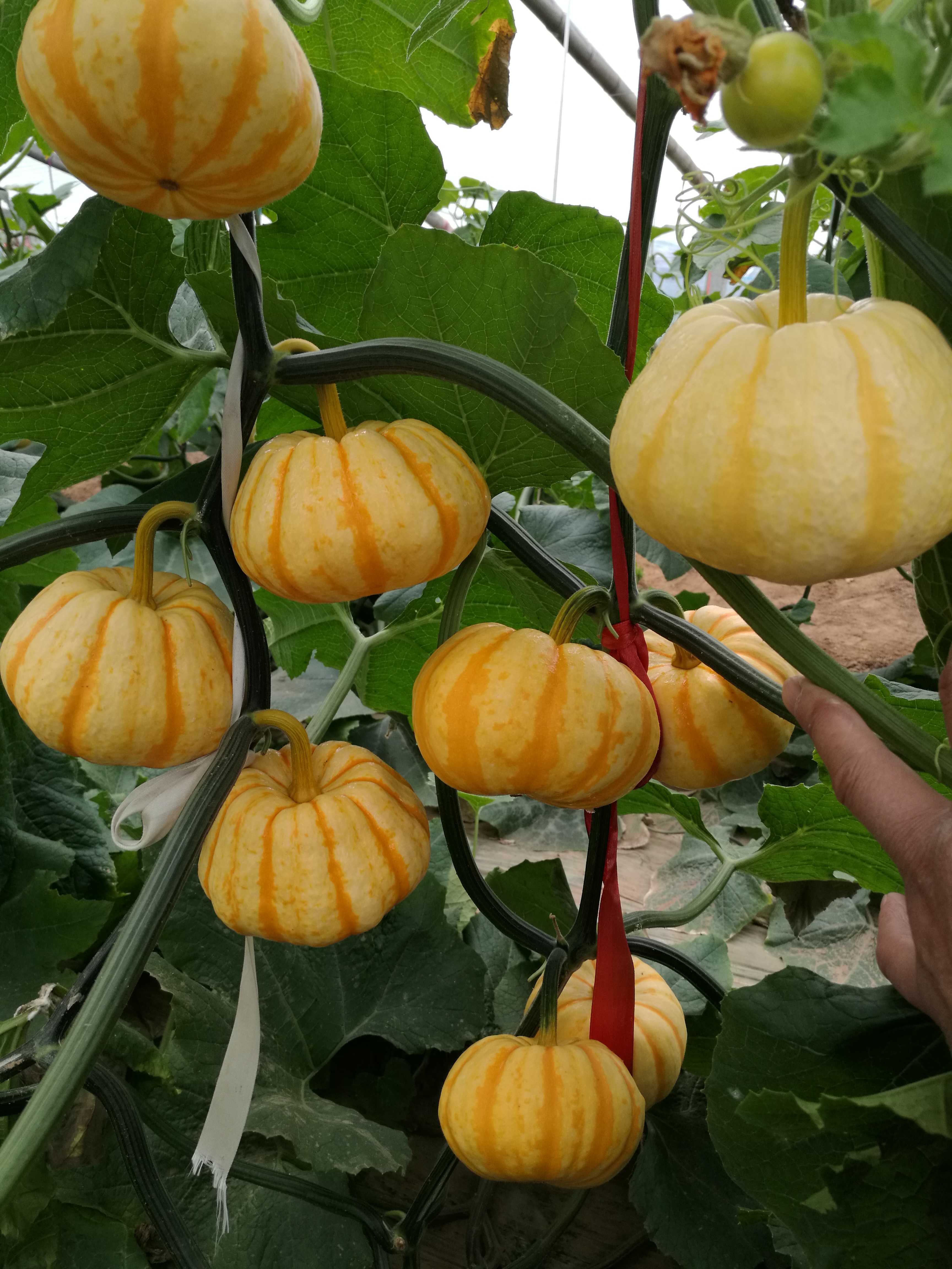 南瓜種子圖片/南瓜種子樣板圖 (3)