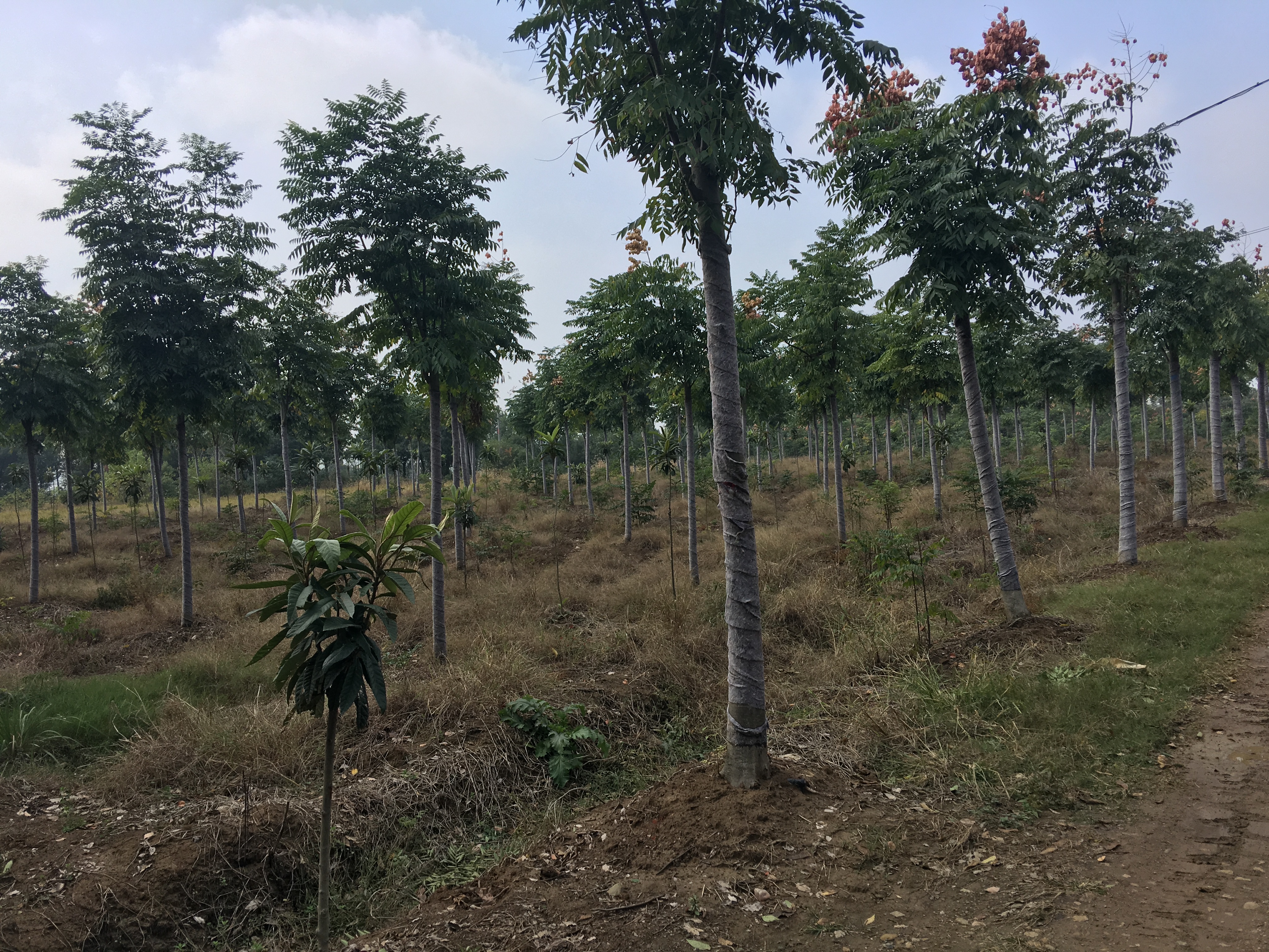 栾木苗-荆州栾木苗公司-荆州栾木苗基地-荆州哪里有栾木苗圃-荆州栾木苗报价图片